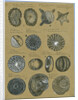 Twelve specimens of foraminifera by Henry Bowman Brady