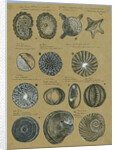 Twelve specimens of foraminifera by Henry Bowman Brady