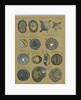 Twelve specimens of foraminifera by Henry Bowman Brady