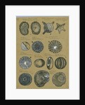 Twelve specimens of foraminifera by Henry Bowman Brady