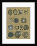 Twelve specimens of foraminifera by Henry Bowman Brady