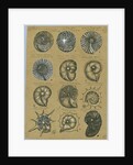 Twelve specimens of foraminifera by Henry Bowman Brady