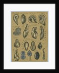 Seventeen specimens of foraminifera by Henry Bowman Brady