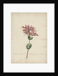 'Caprifolium perfoliatum...' by Jacob van Huysum