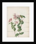 'Caprifolium perfoliatum...' by Jacob van Huysum