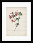 Periclymenum perfoliatum Virginianum... by Jacob van Huysum