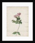 'Caprifolium non perfoliatum...' by Jacob van Huysum