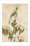 'Capsicum fructu...' by Jacob van Huysum