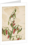 'Capsicum fructu...' by Jacob van Huysum
