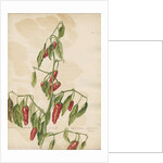 'Capsicum fructu...' by Jacob van Huysum