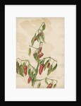 'Capsicum fructu...' by Jacob van Huysum
