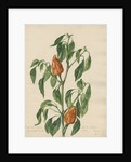 'Capsicum majus...' by Jacob van Huysum