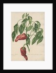 'Capsicum fructu rugoso...' by Jacob van Huysum
