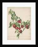 'Capsicum fructu cordiformi...' by Jacob van Huysum
