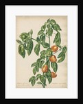 'Capsicum fructu cordiformi...' by Jacob van Huysum