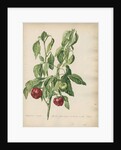 'Capsicum majus fructu...' by Jacob van Huysum