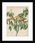 'Capsicum fructu flavo pyramidato...' by Jacob van Huysum
