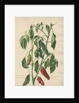 'Capsicum fructu oblongo rugoso...' by Jacob van Huysum
