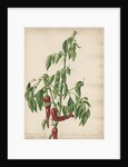 'Capsicum fructu non acre...' by Jacob van Huysum