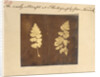 Two specimens of fern leaf by Caleb Burrell Rose