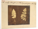 Two specimens of fern leaf by Caleb Burrell Rose