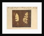 Two specimens of fern leaf by Caleb Burrell Rose