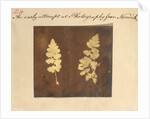Two specimens of fern leaf by Caleb Burrell Rose
