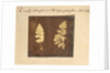 Two specimens of fern leaf by Caleb Burrell Rose