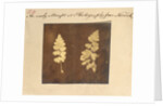 Two specimens of fern leaf by Caleb Burrell Rose