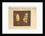 Two specimens of fern leaf by Caleb Burrell Rose
