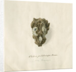 Fossil sea turtle "Chelone pulchriceps" by Thomas Image