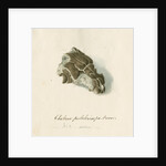 Fossil sea turtle "Chelone pulchriceps" by Thomas Image