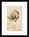 Fossil shell 'Homonolatus knightii' by Anonymous