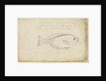 'Fish...from Bermuda' by Edmond Halley