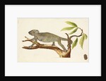 Egyptian chameleon by Richard Waller