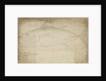 Tuna fish by Edmond Halley