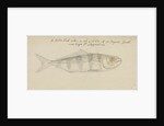 Pilot fish by Edmond Halley
