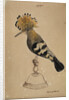 Hoopoe bird by Henry Hunt