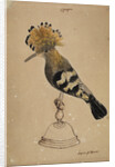 Hoopoe bird by Henry Hunt