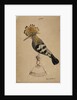 Hoopoe bird by Henry Hunt