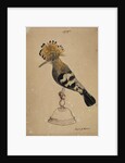 Hoopoe bird by Henry Hunt