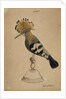 Hoopoe bird by Henry Hunt