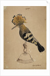 Hoopoe bird by Henry Hunt