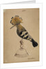 Hoopoe bird by Henry Hunt