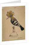 Hoopoe bird by Henry Hunt