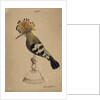 Hoopoe bird by Henry Hunt