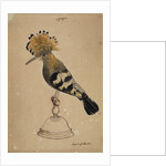 Hoopoe bird by Henry Hunt