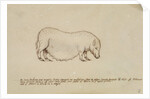 Vietnamese pot-bellied pig by Henry Hunt