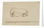 Vietnamese pot-bellied pig by Henry Hunt