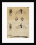 Cicadas by James Mynde